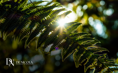 Ambiental Contencioso: Como agir em caso de autuações